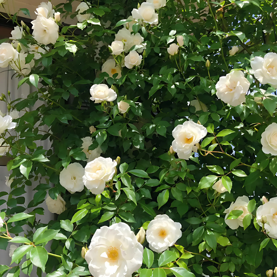 Big Bloom Rose Seeds – Any Place, Any Season